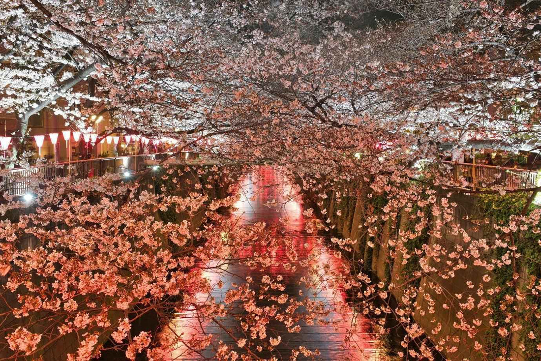Best Japan eSIM for cherry blossom season — sakura travel guide with AloOui - AloOui eSIM