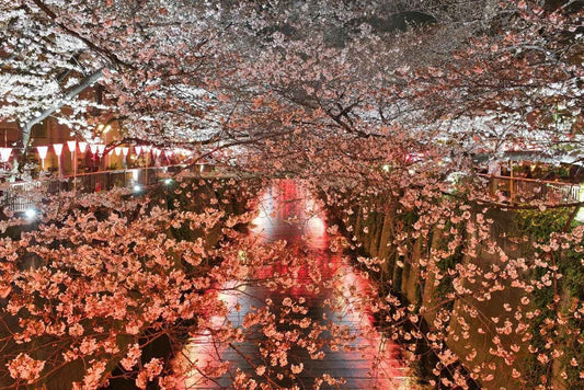 Best Japan eSIM for cherry blossom season — sakura travel guide with AloOui - AloOui eSIM