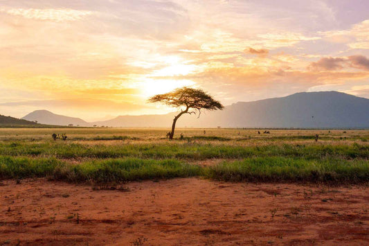 Kenya - AloOui 