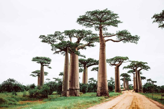 Madagascar - AloOui 