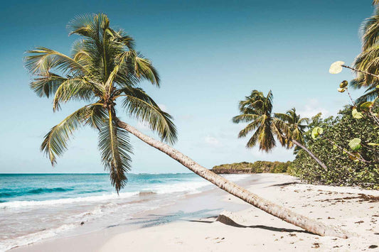 Martinique - AloOui 