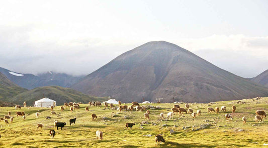 Mongolia - AloOui 