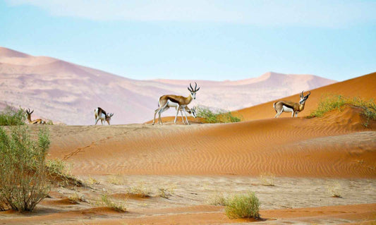 Namibia - AloOui 
