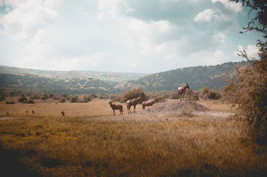 Rwanda - AloOui