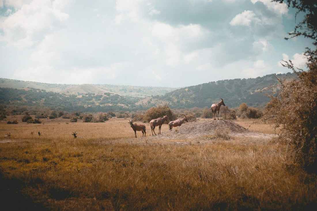 Rwanda - AloOui