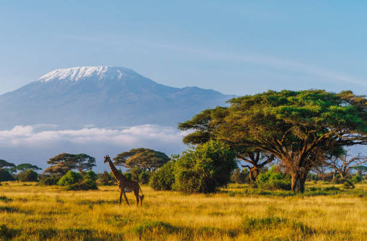 Africa 