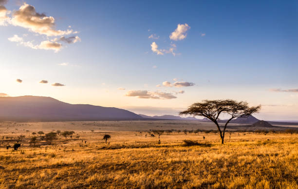 Africa